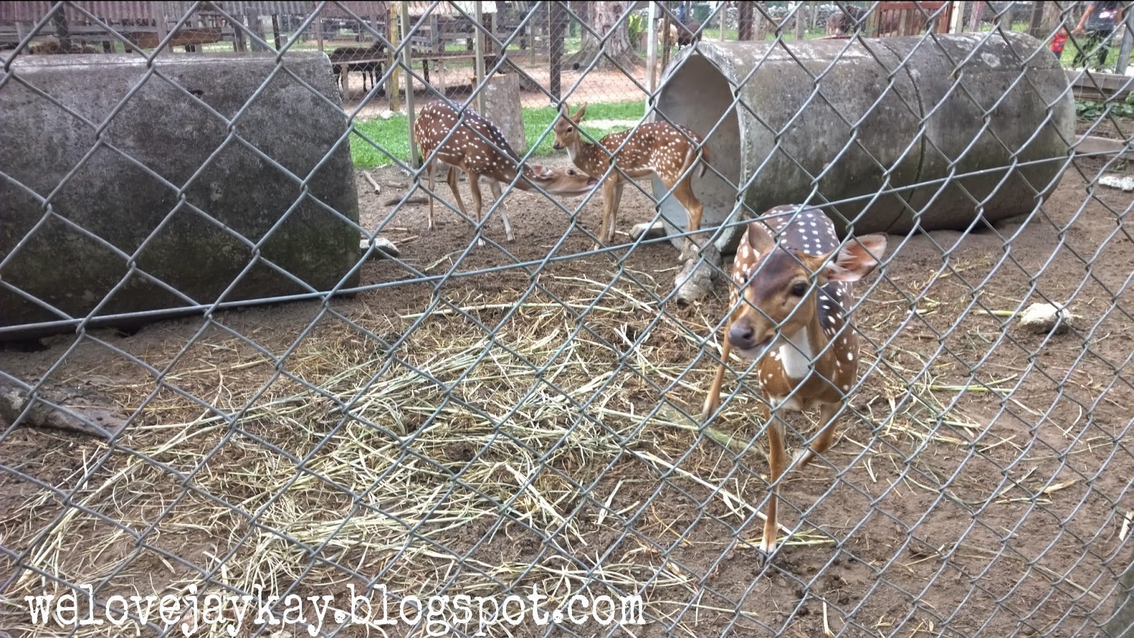 Broga Rabbit Fun Land (Rabbit Farm in Semenyih, Malaysia) 马来西亚兔子乐园